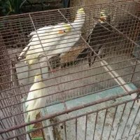 عروس هلندی