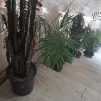 پتوس پر با گلدان|گل و گیاه طبیعی|باقرشهر, |دیوار