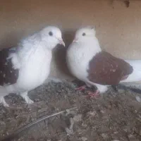 دوکت اصفهانی|پرنده|برخوار, |دیوار