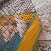 یک عروی هلندی گم شده|پرنده|نورآباد, |دیوار