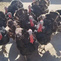 بوقلمون|حیوانات مزرعه|بناب, |دیوار