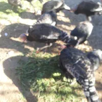 فروش بوقلمون ۱۲ عدد|حیوانات مزرعه|یاسوج, |دیوار