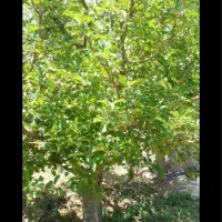 استخدام باغبان