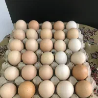 تخم مرغ محلی گلپایگان