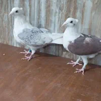 کبوتر پشتی ماده کاکلی المانی