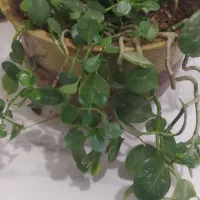 سرگرمی وفراغت