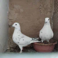 ۱۱ جفت آلمانی وحش اتم