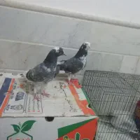 کبوتر یا کفتر جوجه مقلف