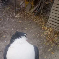 یک جفت ساده کاکلی آس|پرنده|آشخانه, |دیوار