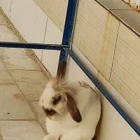 خرگوش خانگی|موش و خرگوش|خمینیشهر, |دیوار