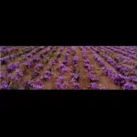 پیاز زعفران زاوه تربت کمترین درصد خاک ارسال سراسری|گل و گیاه طبیعی|مشهد, الهیه|دیوار