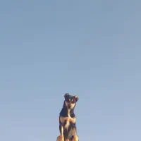 سگ دوبرمن بلوطی