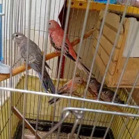 طوطی|پرنده|تهران, فرودگاه مهرآباد|دیوار