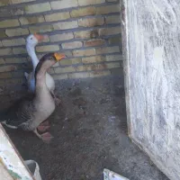 یک جفت لاری و یک جفت غوغاز به فروش می‌رسد|حیوانات مزرعه|تاکستان, |دیوار