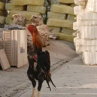 خروس لاری|حیوانات مزرعه|قدس, هفت جوی|دیوار