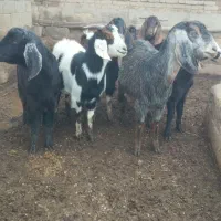 بز  ..|حیوانات مزرعه|چهاربرج, |دیوار