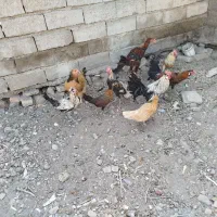 خروس لاری و جوجه خروس گلین|حیوانات مزرعه|سیرجان, |دیوار