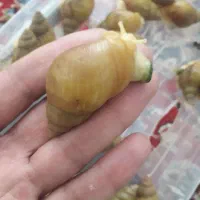 حلزون آلبینو