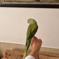 شاه طوطی|پرنده|کاشمر, |دیوار