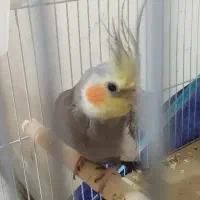 فروش عروس هلندی