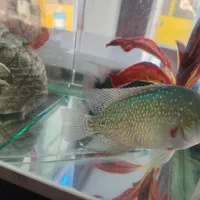 ماهی فلاور کامفار ۴ عدد|ماهی|تهران, خلیج فارس|دیوار