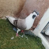 مجسمه کفتر ساده افغان کبوتر سوسکی پرشی