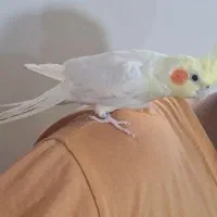 عروس هلندی لوتینو نر یکساله مست