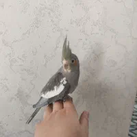 عروس هلندی رنگ خاص و کم یاب