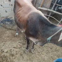 فروش دو گاو شیری با گوساله|حیوانات مزرعه|لامرد, |دیوار