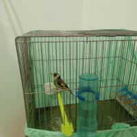 سهره دهن باغی سه دانگ مست