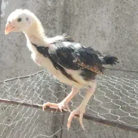 جوجه لاری نژاد دار