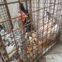 پنج عدد خروس جوان ۶ ماهه