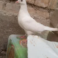کبوتر|پرنده|اردل, |دیوار