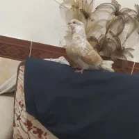 کبوتر پرشی|پرنده|خرمشهر, |دیوار