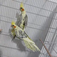 عروس هلندی دوکت|پرنده|ساری, |دیوار