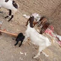 بزوبزغاله  درجه یک با بز نر|حیوانات مزرعه|باوله, |دیوار