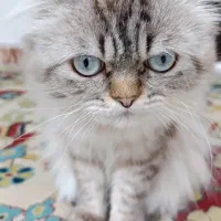 گربه نر پرشین چشم آبی|گربه|نور, |دیوار