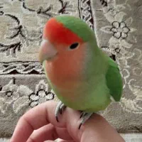 گمشده کوتوله