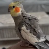 عروس هلندی نر سخنگو