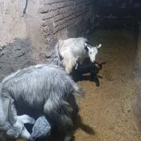 گوسفند|حیوانات مزرعه|قروه, |دیوار