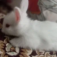 خرگوش خانگی سالم باهوش|موش و خرگوش|ممقان, |دیوار