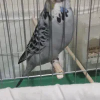 مرغ عشق انگلیسی