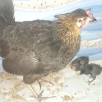 مرغ و خروس محلی|حیوانات مزرعه|خرمشهر, |دیوار