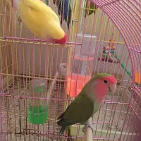 فروش تعدادی طوطی برزیلی|پرنده|اصفهان, شفق|دیوار