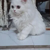 گربه پرشین سفید
