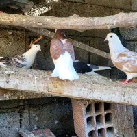 کبوتر پرشی باکیفیت