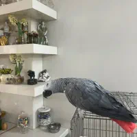 کاسکو|پرنده|تهران, نیروی هوایی (پیروزی)|دیوار