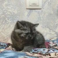 گربه ی اسکاتیش بریتیش