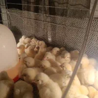 فروش جوجه مرغ گوشتی راس308|حیوانات مزرعه|رفسنجان, |دیوار