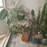 فروش گل های خانگی|گل و گیاه طبیعی|سنندج, |دیوار